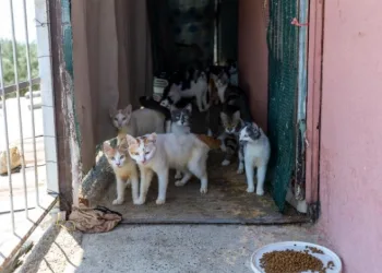 Mersin’de ‘çöp ev’ ihbarından yaklaşık 100 kedi çıktı