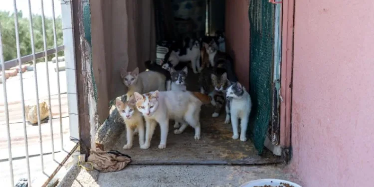 Mersin’de ‘çöp ev’ ihbarından yaklaşık 100 kedi çıktı