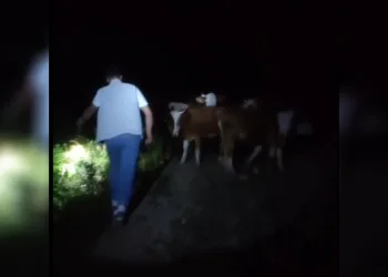 Bayburt’ta sürüden ayrılan 13 inek sahipleri tarafından dağda bulundu