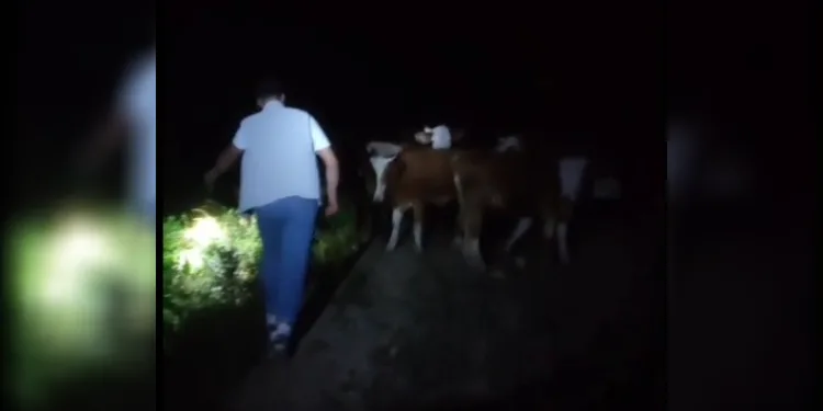 Bayburt’ta sürüden ayrılan 13 inek sahipleri tarafından dağda bulundu