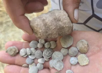 Tarladan bakliyat değil fosil fışkırdı