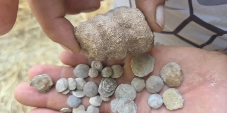 Tarladan bakliyat değil fosil fışkırdı