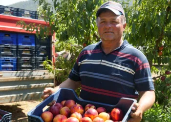 Meyve suyu fabrikaları üreticiden aldıkları ürünün fiyatları iyice dibe vurdu