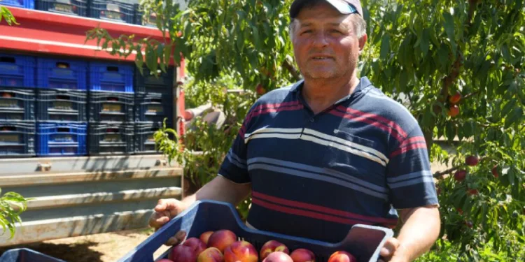 Meyve suyu fabrikaları üreticiden aldıkları ürünün fiyatları iyice dibe vurdu