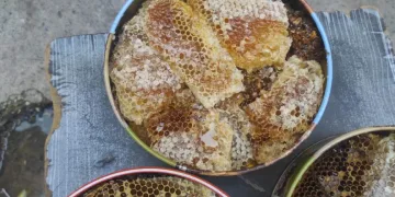 Sason’da ağaç kovuklarından çıkan balın kilosu çeyrek altını geride bıraktı
