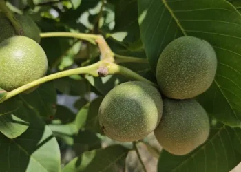 Adilcevaz cevizinde yüksek rekolte bekleniyor