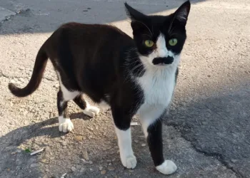 “Pala bıyıklı kedi” görenlerin dikkatini çekiyor