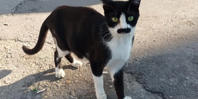 “Pala bıyıklı kedi” görenlerin dikkatini çekiyor