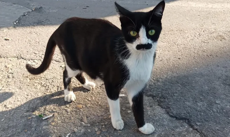 “Pala bıyıklı kedi” görenlerin dikkatini çekiyor