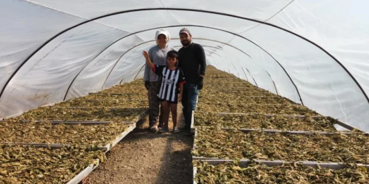 Tütün tarlası onları hayat arkadaşı yaptı