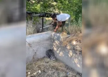 Nesli tükenme tehlikesi altındaki oklu kirpi böyle kurtarıldı