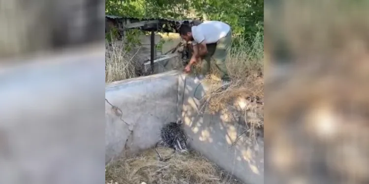 Nesli tükenme tehlikesi altındaki oklu kirpi böyle kurtarıldı