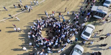 Yarışta çarpışan iki at telef oldu, jokey son anda atlayarak kurtuldu