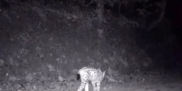 Çankırı’da nesli tehlike altında olan vaşak görüntülendi