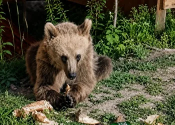 Piknikçilerin yiyecekleriyle beslenen bozayı ilgi odağı oldu