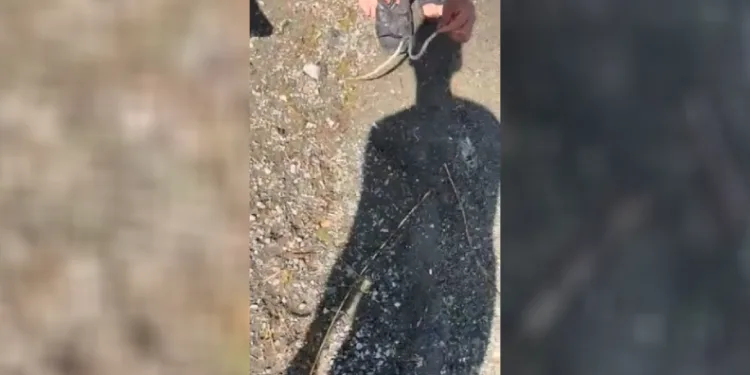 Yakaladığı yılanla arkadaşını kovaladı