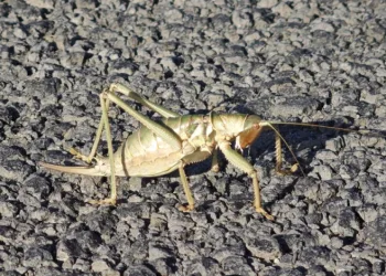 Ahlat’ta dev çekirgeler