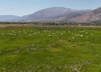 Göç yolundaki leyleklerin Erzincan molası havadan görüntülendi