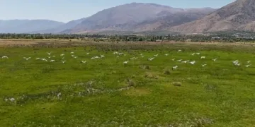 Göç yolundaki leyleklerin Erzincan molası havadan görüntülendi