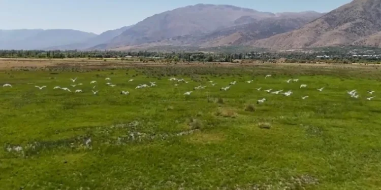 Göç yolundaki leyleklerin Erzincan molası havadan görüntülendi