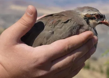 Kene popülasyonuna karşı doğal hamle: Avcı keklikler doğaya salındı