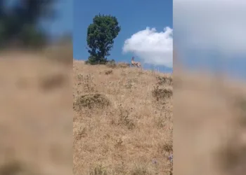 Bingöl’de nesli tükenme tehlikesi altında dağ keçisi görüntülendi