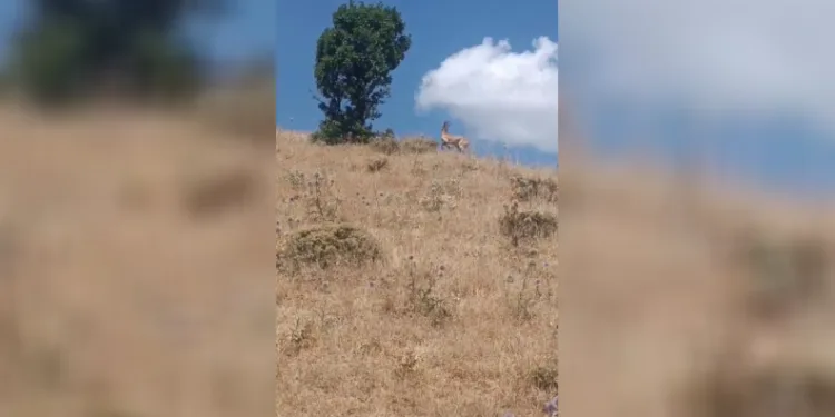 Bingöl’de nesli tükenme tehlikesi altında dağ keçisi görüntülendi