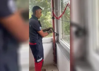 Eve giren yılan pencere arasına sıkıştı