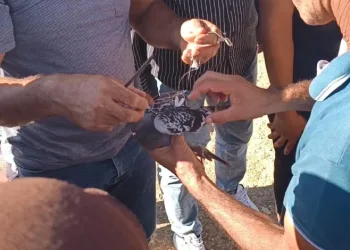 Şahin tuzağına yem amaçlı bağlanan güvercini vatandaşlar kurtardı