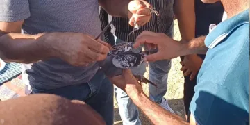 Şahin tuzağına yem amaçlı bağlanan güvercini vatandaşlar kurtardı