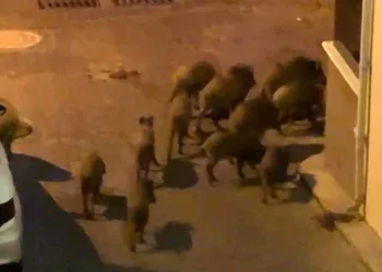 Kuşadası’nda yaban domuzları sürüsü mahalle aralarında görüntülendi
