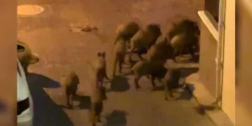 Kuşadası’nda yaban domuzları sürüsü mahalle aralarında görüntülendi