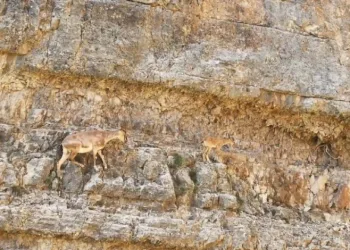 Gümüşhane’de anne yaban keçisinden yavrusuna zorlu tırmanış dersi