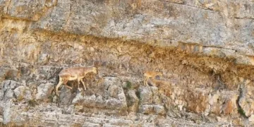 Gümüşhane’de anne yaban keçisinden yavrusuna zorlu tırmanış dersi