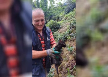 Rize’de 4 gündür boru içinde sıkışan kediyi çay üreticileri kurtardı