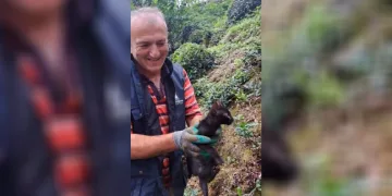 Rize’de 4 gündür boru içinde sıkışan kediyi çay üreticileri kurtardı