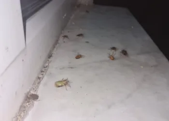 Çaycuma’da kahverengi kokarca alarmı