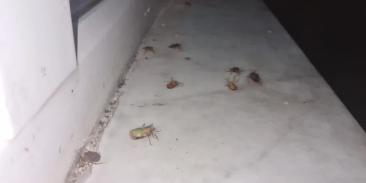 Çaycuma’da kahverengi kokarca alarmı