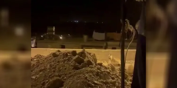 Adıyaman’da çizgili sırtlan evlerin bahçesinde görüntülendi