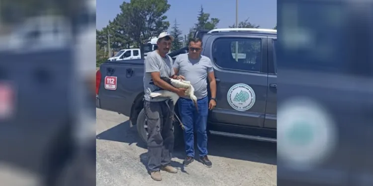 Yaralı leylek koruma altına alındı