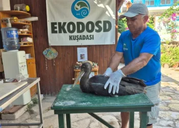 Nadir görülen karaleylek Sazlı’da yaralı halde bulundu