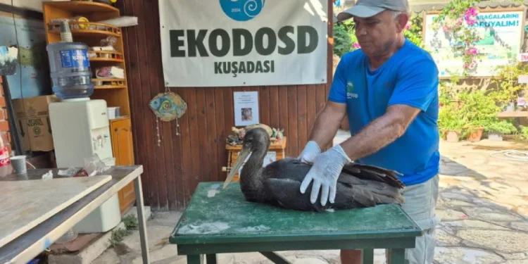 Nadir görülen karaleylek Sazlı’da yaralı halde bulundu
