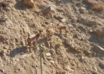 Tunceli’de nesli tükenme tehlikesi altında olan dağ keçileri görüntülendi