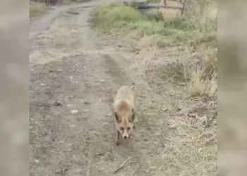 Yolda karşısına çıkan tilkiyi çerezle besledi