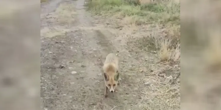 Yolda karşısına çıkan tilkiyi çerezle besledi