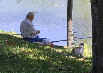 Akıllı sokak kedisi balık tutan adamın başından ayrılmadı
