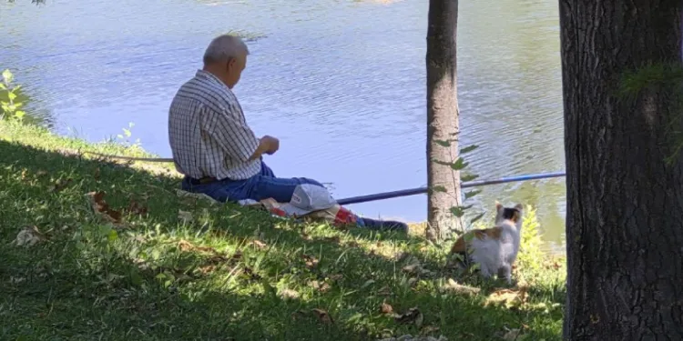 Akıllı sokak kedisi balık tutan adamın başından ayrılmadı