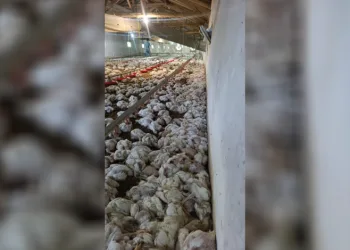 Bolu’da kümesin havalandırması devre dışı kalınca 4 bin tavuk telef oldu