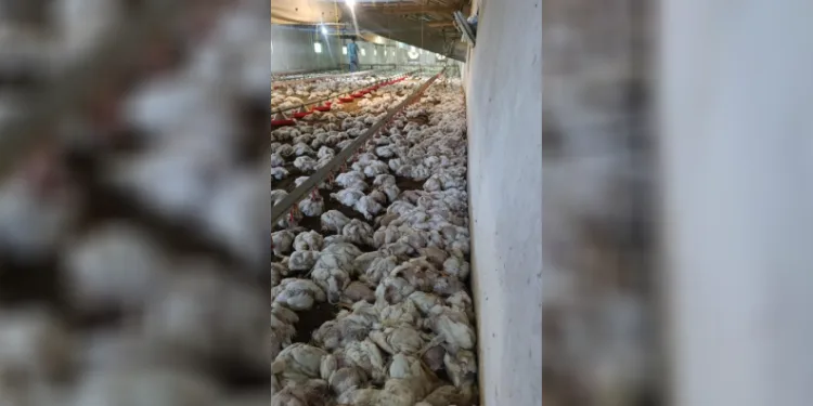 Bolu’da kümesin havalandırması devre dışı kalınca 4 bin tavuk telef oldu