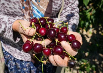 Ankara’da geçen yıl don vuran kiraz bahçelerinde bu yıl 80 tonluk rekolte bekleniyor